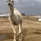 ثلاثه قعدان كفو
