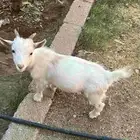 تيس قزم عمر 6 شهور