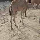 ثنين حشيان على الحليب والشعير