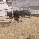 نجد طيبة مع الفحل