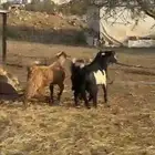 تيوس عوارض قاطعةوصف