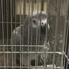 كاسكو ثلجي للبيع مليان كلام ولافته 75