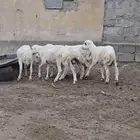 كبشه تربيه