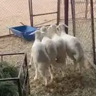 خرفان جذعان جبر ناهي ووسط