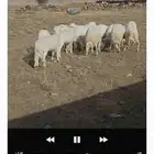 خرفان جبر ناهي للمناسبات
