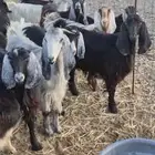 مراح ماعز عوارض كامل