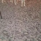 طليان حري جبره