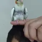 طير كوكتيل كروان ضائع
