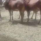 سره عبيده