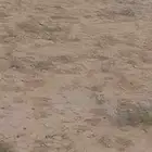 فحل حري أصيل