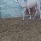 حاشي العمر9شهور المزاحمية