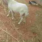 نعجه فاخره قريبه للبيع