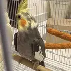 جوز كروان حبشي جاهز للإنتاج