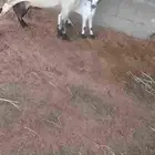نعجه منتوج