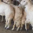 خرفان جبرة للبيع