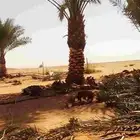 تكريب النخل