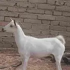 عرض ثنين اغنام كلها دفع وفحلهم