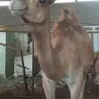 سره عبيده الزهره بني بشر