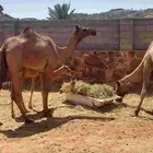 للبيع بكره لقيه