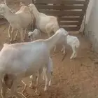 ضان فواخر للبيع