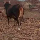 عجله فاخره العمر 3 سنوات الحاله فاضيه