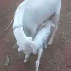 ضان فواخر للبيع