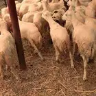 رخال رفيديات صنف فاخر