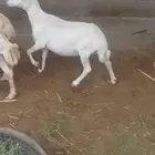 نعجه فاخره للبيع