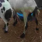 نعجه فاخره