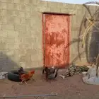 دجاج