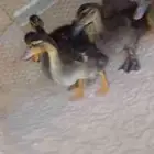 للبيع بط (مصري) حد للحبه25 .العدد 5 . العمر شهرين ونص