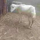 نعجه رعوية طيبه