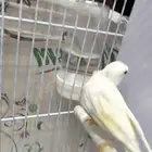 كناري انثى سوريه