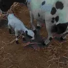 نعجه فاخره للبيع