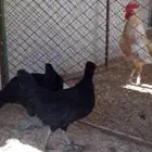 دجاج عربي فراريج العدد 5 حد للحبه45 التواصل واتساب