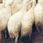 رخال رفيديات