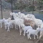 ضان مقاني 9 معها 9