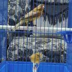 كناري مشمشي