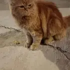 قطوه للبيع عمرها لا اعلم القطه انثى النوع شيرازي