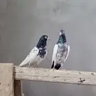 حمام باكستاني طيار تيدي وقولدن