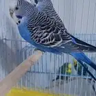 للبيع جوز بادجي هولندي منتج للاهل التميز