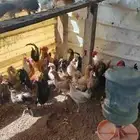 دجاج بلدي
