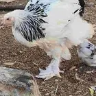 دجاج براهما كلمبي