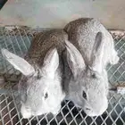 ارانب ايطالي انقليزي قزم