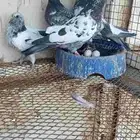 للبيع جوز حمام باكستاني مطير مستوى طيب