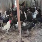 دجاج بلدي وفيومي عمر 5شهور