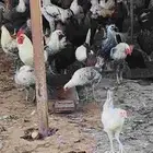 ديوك بلدي دجاج بلدي وفيومي للبيع