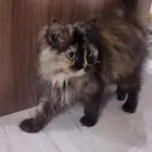 قطة شيرازي اليف