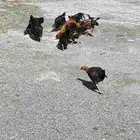 دجاج للبيع... ( تم البيع)