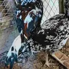 جوز باكستاني سندي فولي